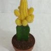 CGASPL Echinopsis Chamaecereus Lutea Yellow Grafted Cactus (Big) Plants