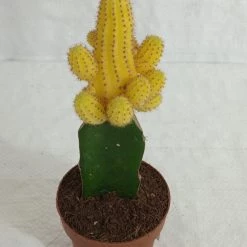 CGASPL Echinopsis Chamaecereus Lutea Yellow Grafted Cactus (Big) Plants