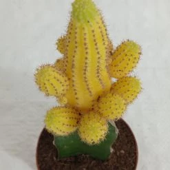 CGASPL Echinopsis Chamaecereus Lutea Yellow Grafted Cactus (Big) Plants