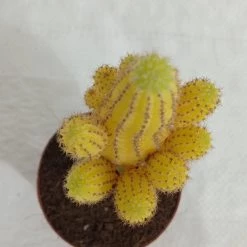 CGASPL Echinopsis Chamaecereus Lutea Yellow Grafted Cactus (Big) Plants