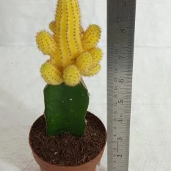 CGASPL Echinopsis Chamaecereus Lutea Yellow Grafted Cactus (Big) Plants