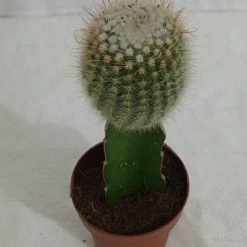 CGASPL Grafted Green Cactus Plant (Big)