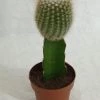 CGASPL Grafted Green Cactus Plant (Big)