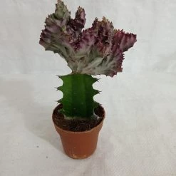 CGASPL Plants Euphorbia Lactea F.cristata Pink Cactus (Big)