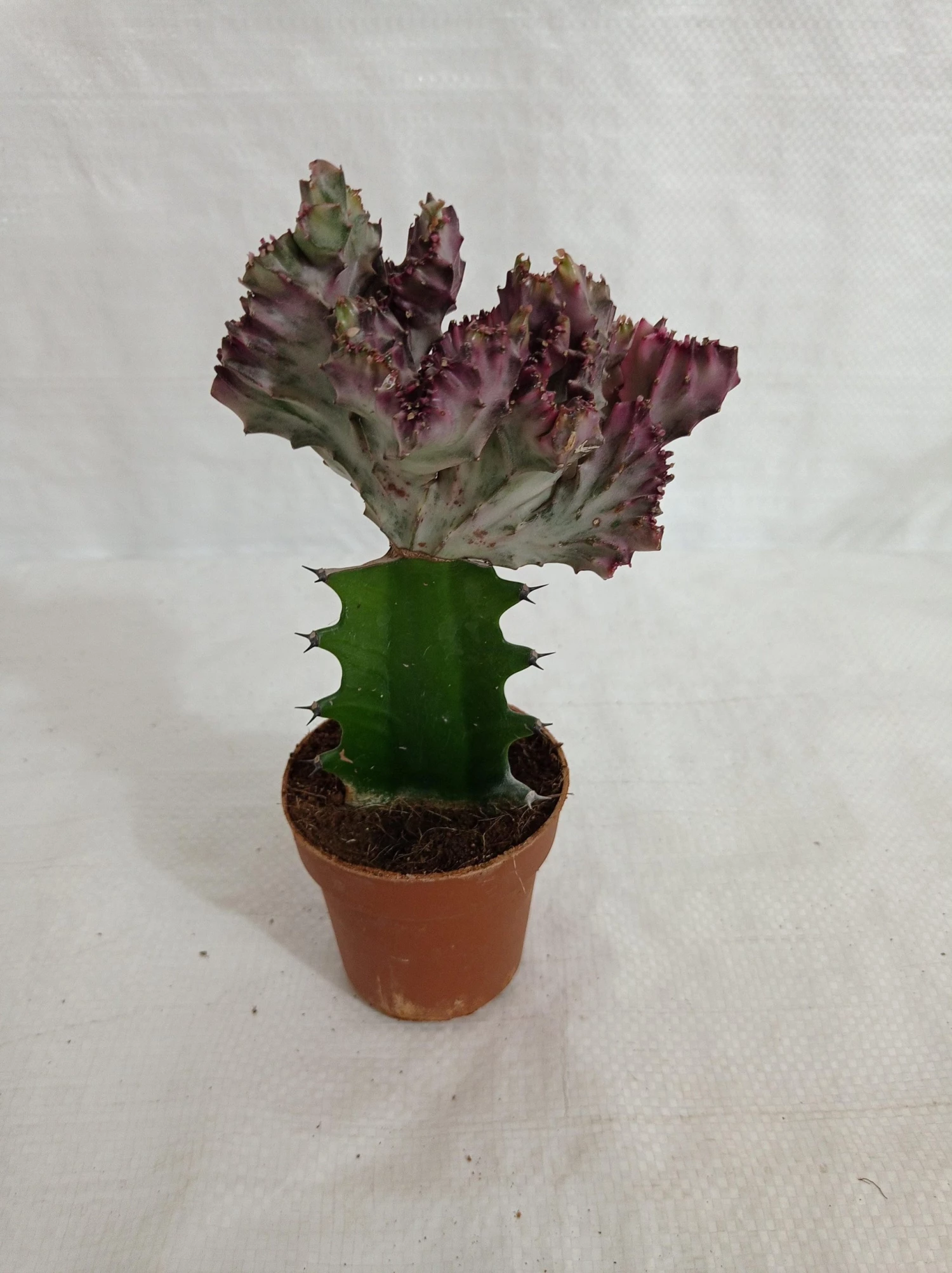 CGASPL Plants Euphorbia Lactea F.cristata Pink Cactus (Big) 3 CGASPL Plants Euphorbia Lactea F.cristata Pink Cactus (Big)