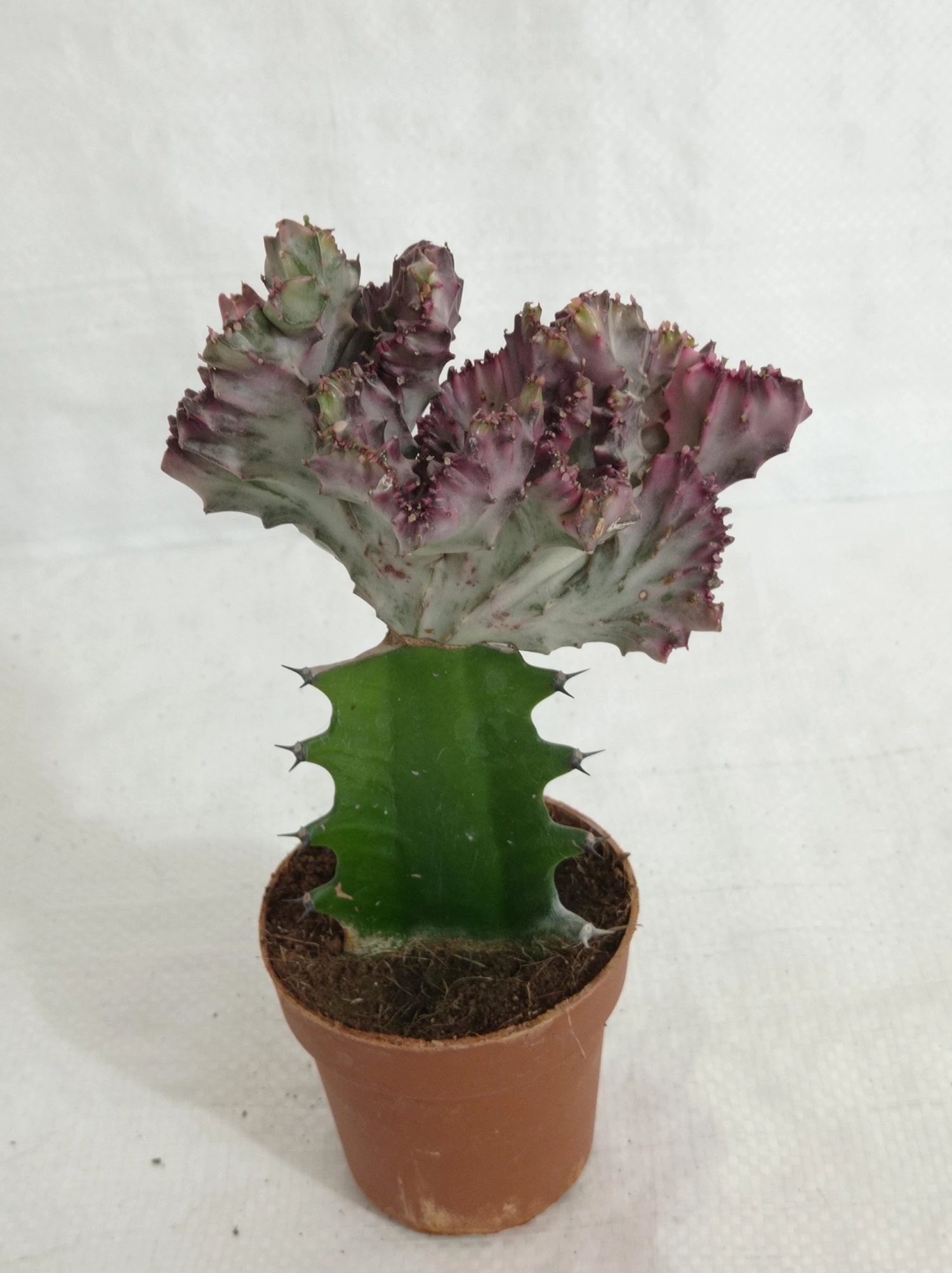 CGASPL Plants Euphorbia Lactea F.cristata Pink Cactus (Big) 6 CGASPL Plants Euphorbia Lactea F.cristata Pink Cactus (Big)