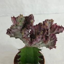 CGASPL Plants Euphorbia Lactea F.cristata Pink Cactus (Big) 11 CGASPL Plants Euphorbia Lactea F.cristata Pink Cactus (Big)