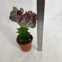 CGASPL Plants Euphorbia Lactea F.cristata Pink Cactus (Big)