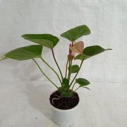 CGASPL Anthurium Flowering Plants (2 Plants)
