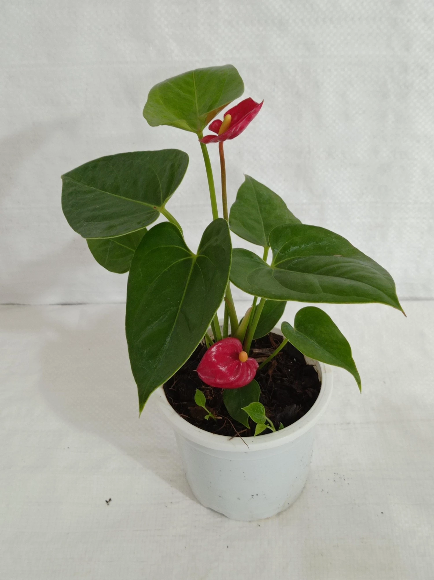 CGASPL Anthurium Red Color Small Flowering Plant 6 CGASPL Anthurium Red Color Small Flowering Plant