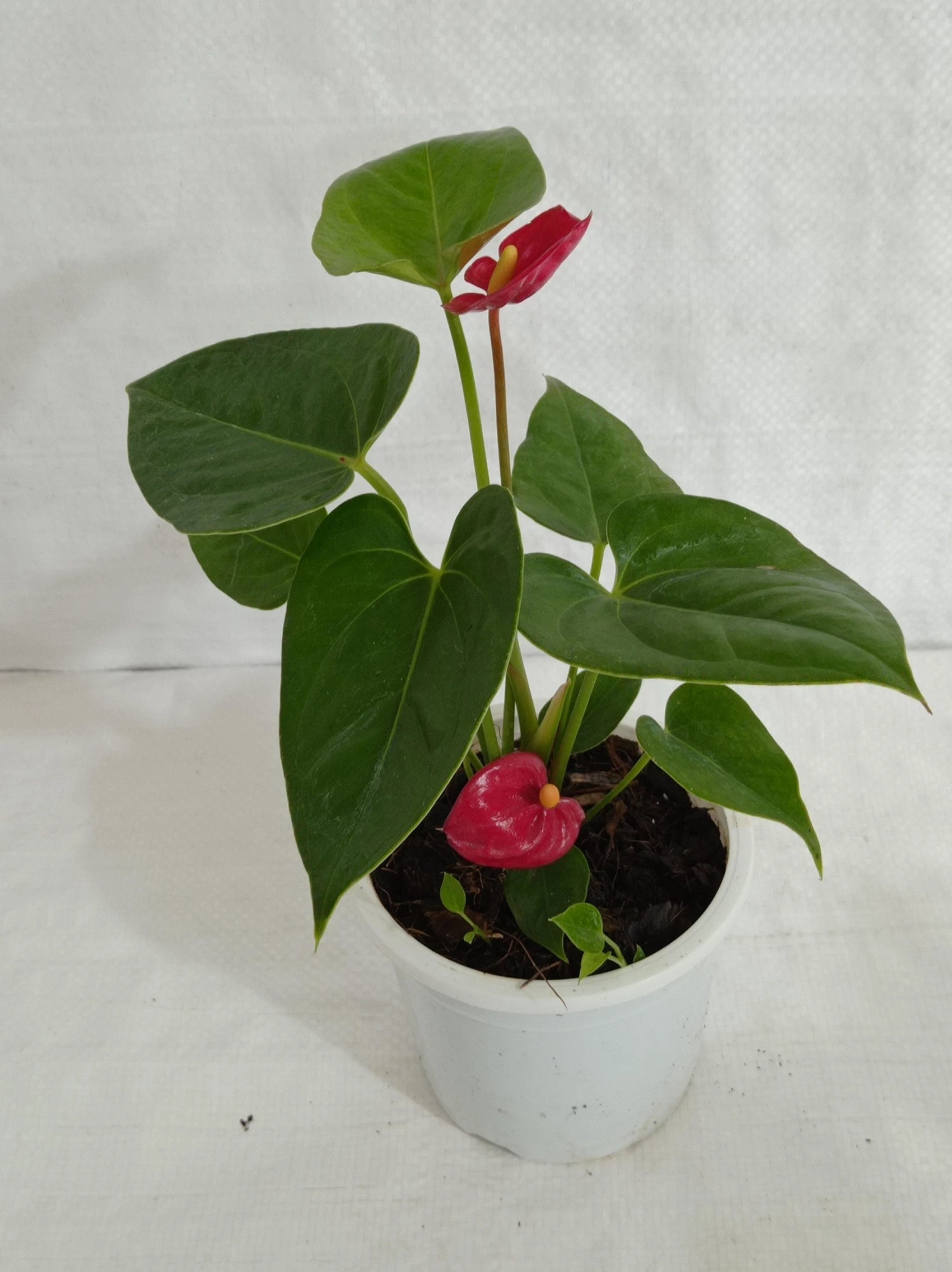 CGASPL Anthurium Red Color Small Flowering Plant 3 CGASPL Anthurium Red Color Small Flowering Plant