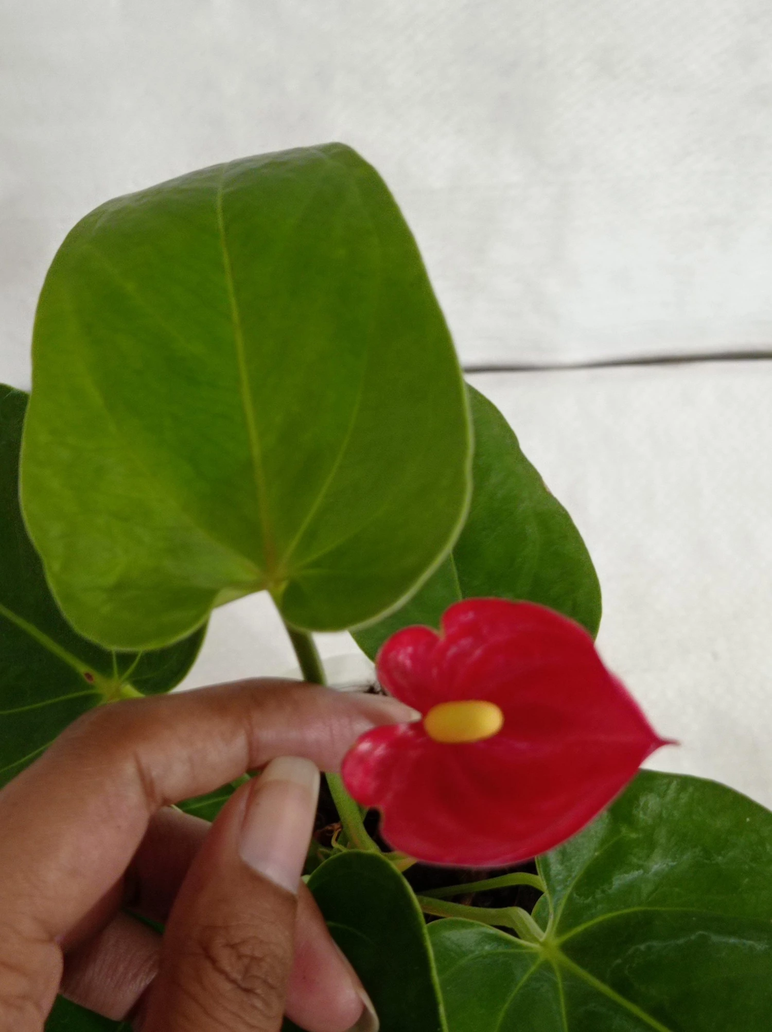CGASPL Anthurium Red Color Small Flowering Plant 5 CGASPL Anthurium Red Color Small Flowering Plant