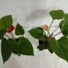 CGASPL Anthurium Flowering Plants (2 Plants)
