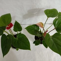 CGASPL Anthurium Flowering Plants (2 Plants)