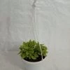 CGASPL Pepromia Orba Verigated Hanging Plant Hanging Plants