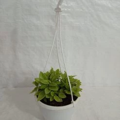 CGASPL Pepromia Orba Verigated Hanging Plant Hanging Plants