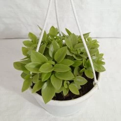 CGASPL Pepromia Orba Verigated Hanging Plant Hanging Plants 8 CGASPL Pepromia Orba Verigated Hanging Plant Hanging Plants