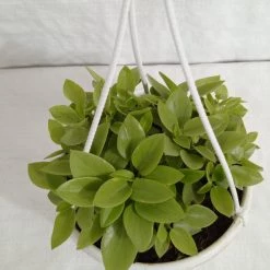 CGASPL Pepromia Orba Verigated Hanging Plant Hanging Plants 9 CGASPL Pepromia Orba Verigated Hanging Plant Hanging Plants