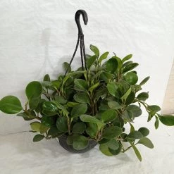 CGASPL Pepromia Hanging Plant Hanging Plants 7 CGASPL Pepromia Hanging Plant Hanging Plants