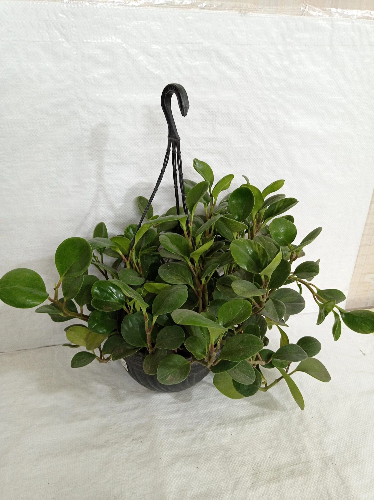CGASPL Pepromia Hanging Plant Hanging Plants 5 CGASPL Pepromia Hanging Plant Hanging Plants