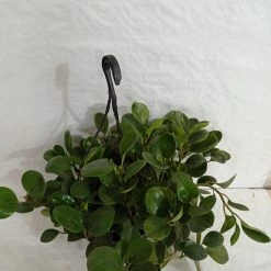 CGASPL Pepromia Hanging Plant Hanging Plants