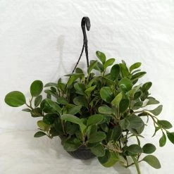 CGASPL Pepromia Hanging Plant Hanging Plants
