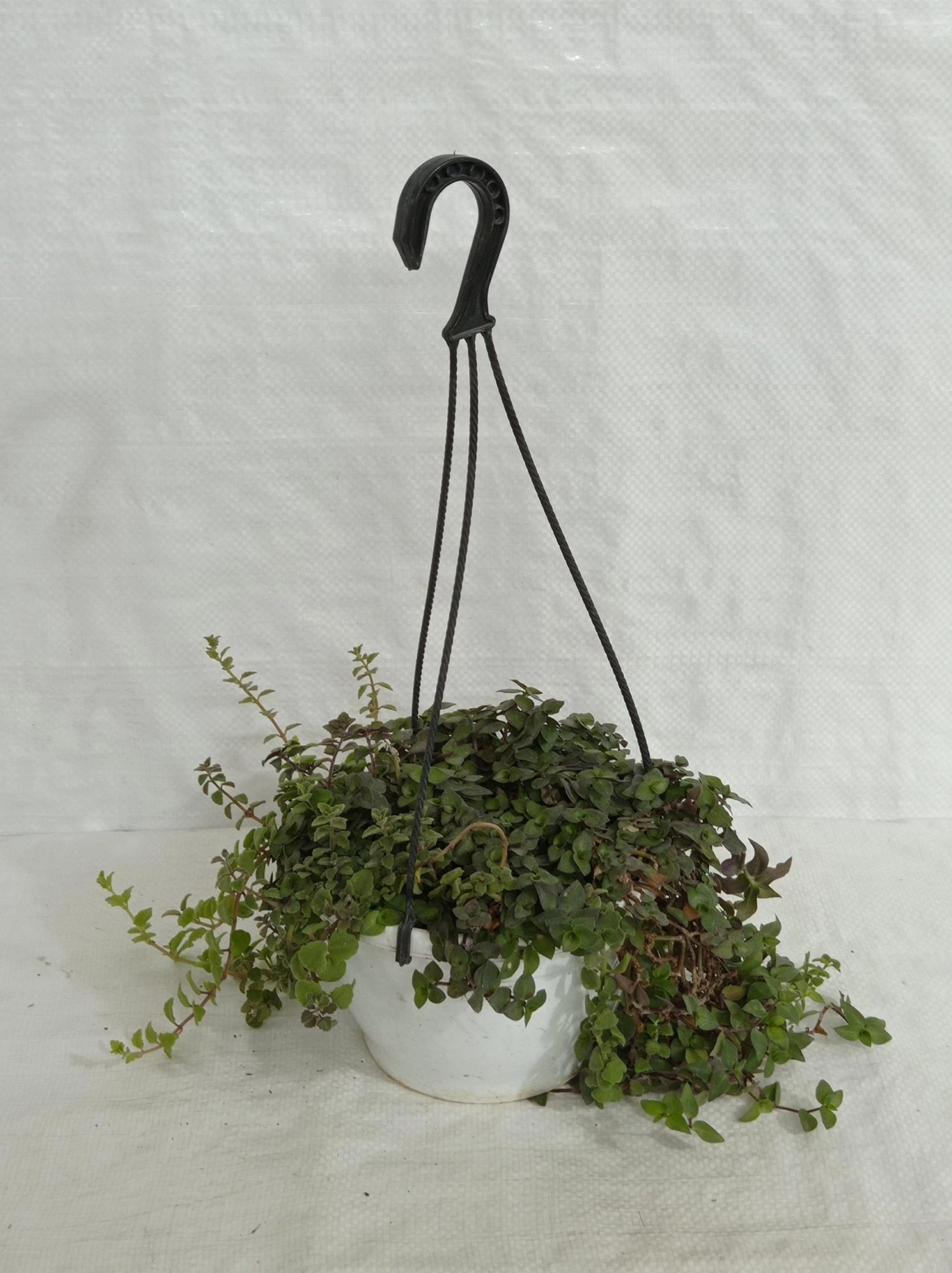 CGASPL Hanging Plants Pilea Hanging Plant 4 CGASPL Hanging Plants Pilea Hanging Plant