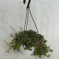 CGASPL Hanging Plants Pilea Hanging Plant 9 CGASPL Hanging Plants Pilea Hanging Plant