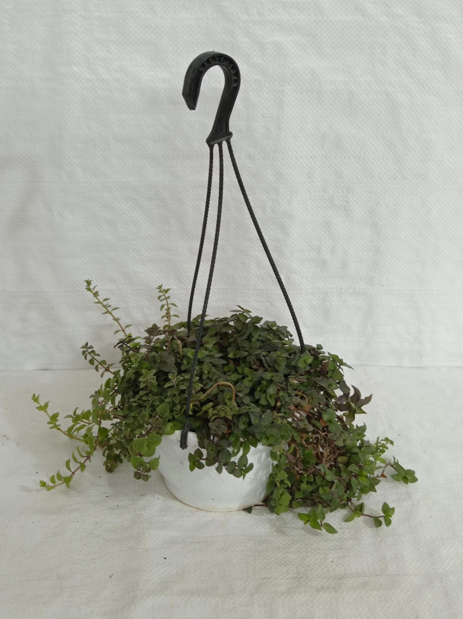 CGASPL Hanging Plants Pilea Hanging Plant 5 CGASPL Hanging Plants Pilea Hanging Plant