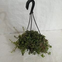 CGASPL Hanging Plants Pilea Hanging Plant 10 CGASPL Hanging Plants Pilea Hanging Plant