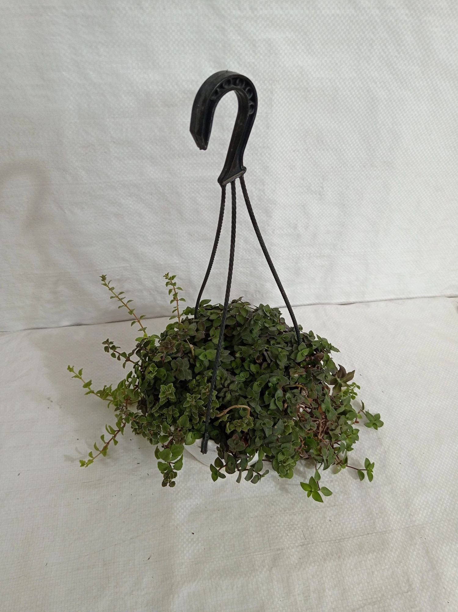 CGASPL Hanging Plants Pilea Hanging Plant 6 CGASPL Hanging Plants Pilea Hanging Plant