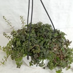 CGASPL Hanging Plants Pilea Hanging Plant 11 CGASPL Hanging Plants Pilea Hanging Plant