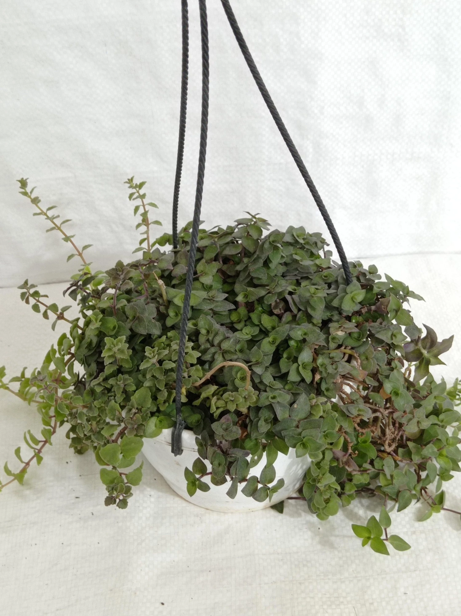 CGASPL Hanging Plants Pilea Hanging Plant 7 CGASPL Hanging Plants Pilea Hanging Plant