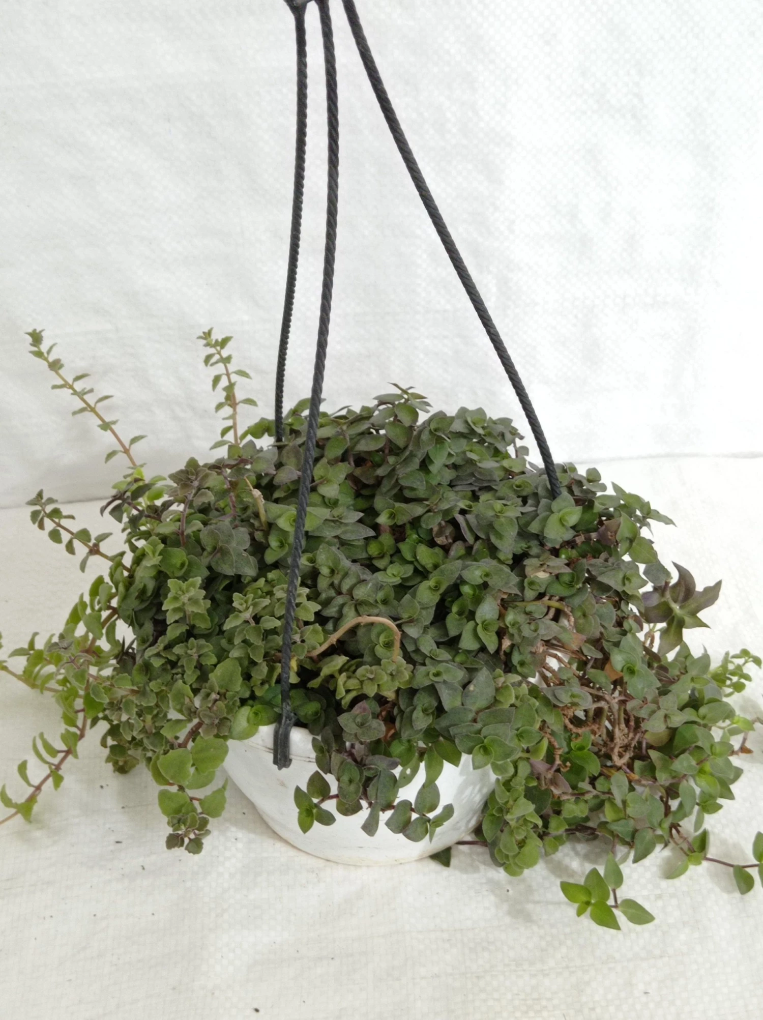CGASPL Hanging Plants Pilea Hanging Plant 3 CGASPL Hanging Plants Pilea Hanging Plant