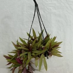 CGASPL Roheo Hanging Plant