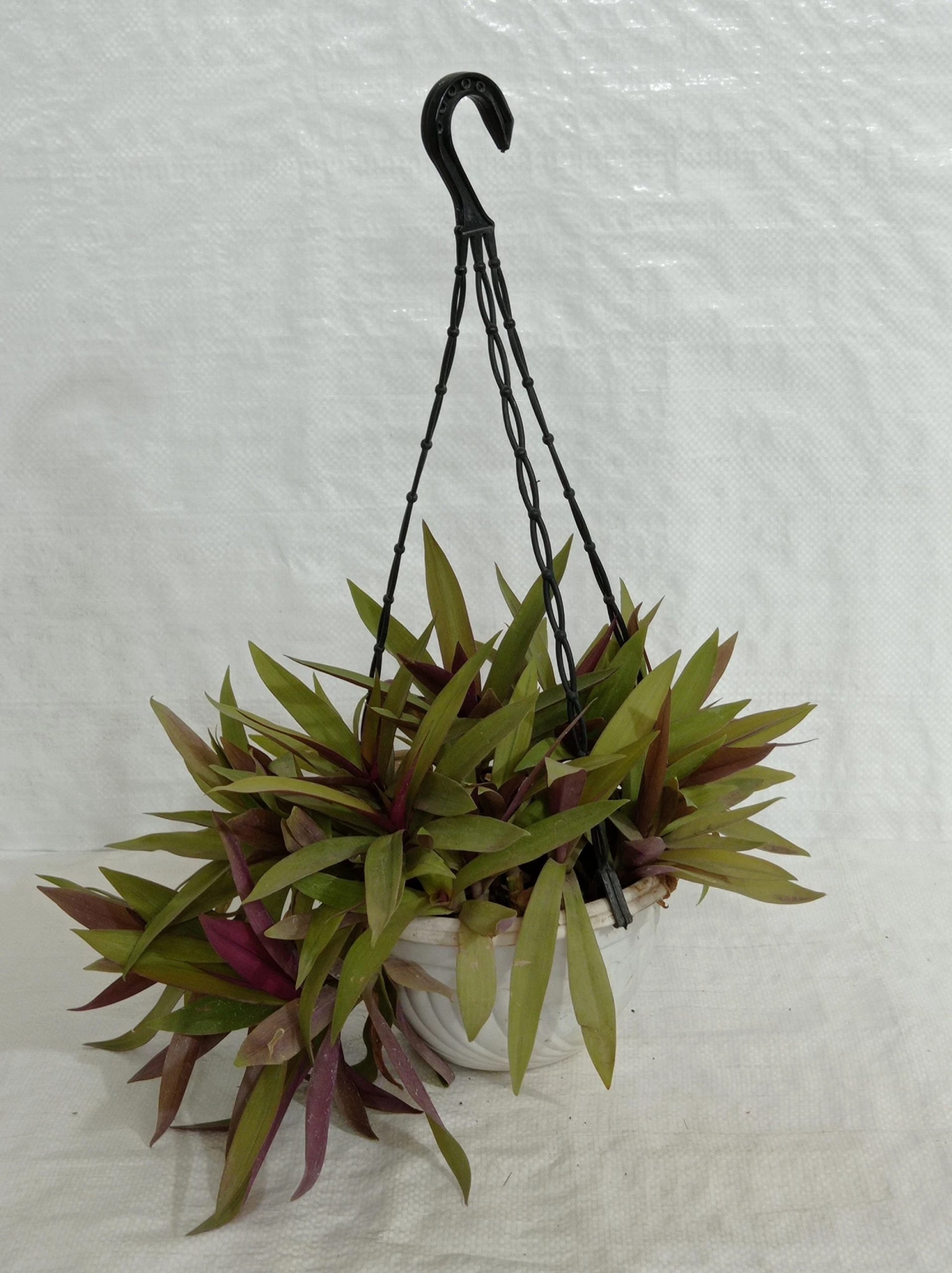 CGASPL Roheo Hanging Plant 3 CGASPL Roheo Hanging Plant