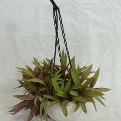CGASPL Roheo Hanging Plant