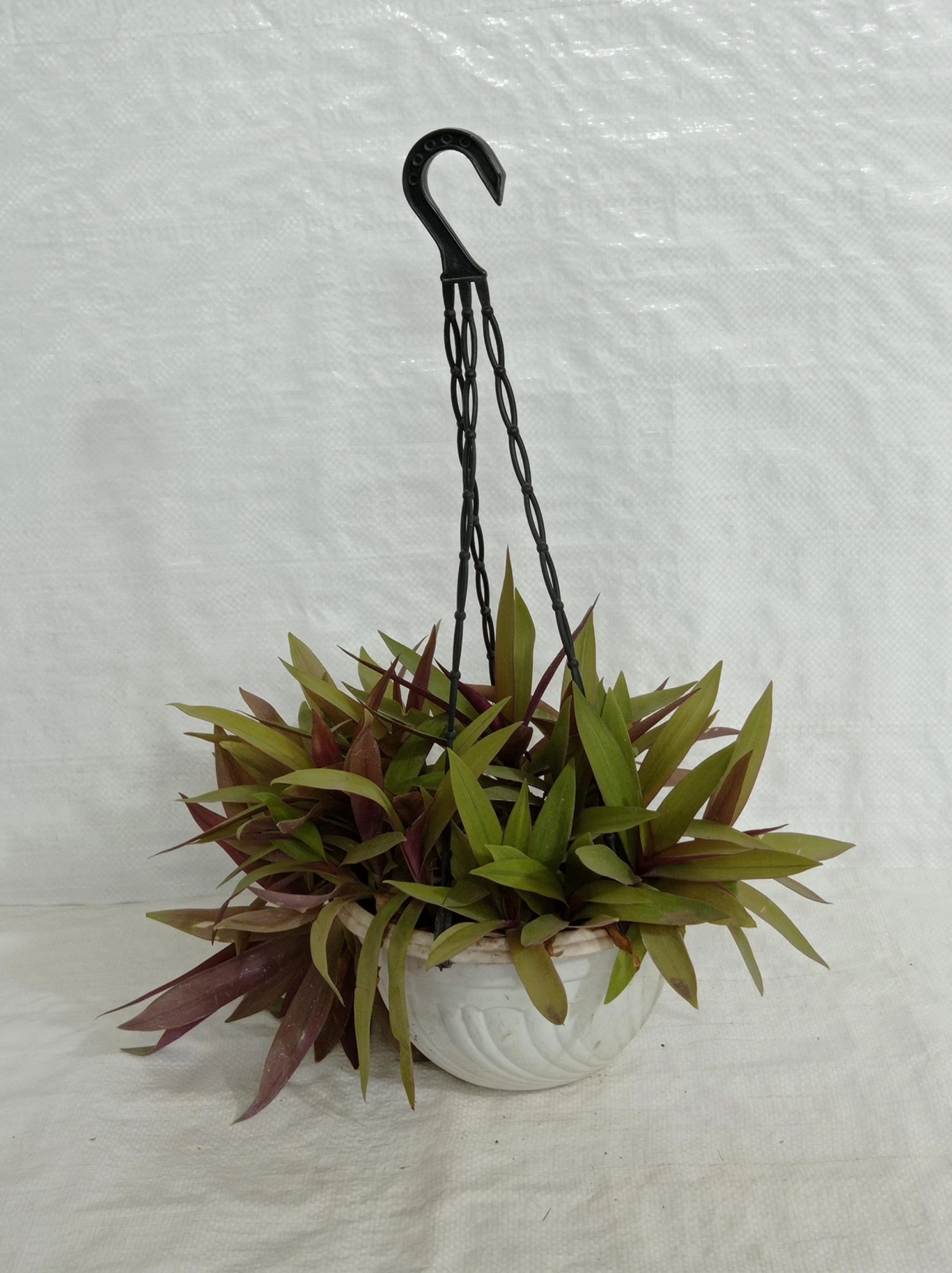 CGASPL Roheo Hanging Plant 5 CGASPL Roheo Hanging Plant