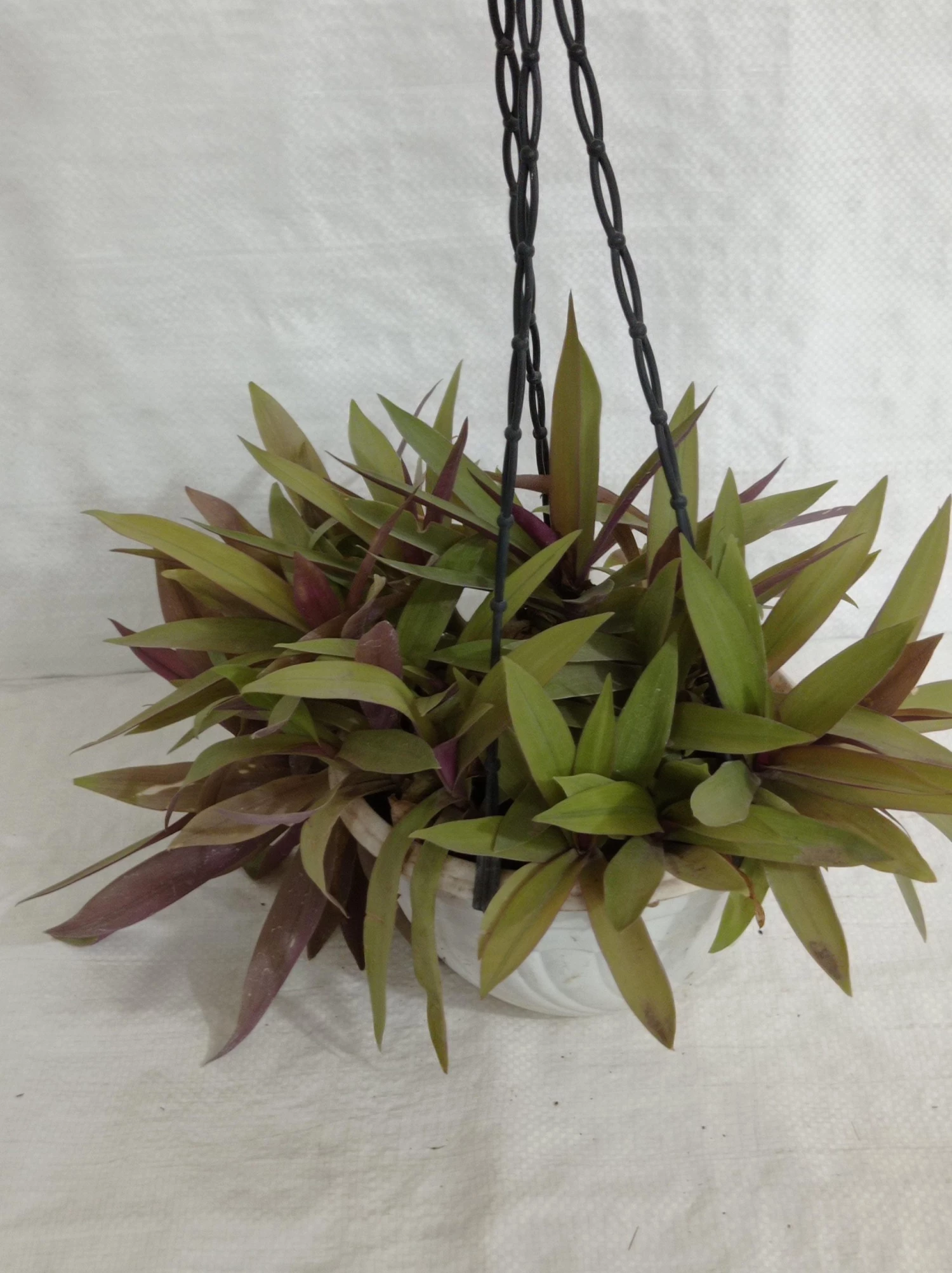 CGASPL Roheo Hanging Plant 6 CGASPL Roheo Hanging Plant