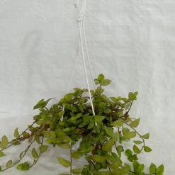 CGASPL Tradescantia Hanging Plant Hanging Plants