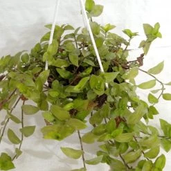 CGASPL Tradescantia Hanging Plant Hanging Plants