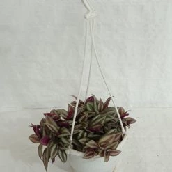 CGASPL Zebrina Pendula Hanging Plant