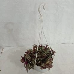 CGASPL Zebrina Pendula Hanging Plant 9 CGASPL Zebrina Pendula Hanging Plant