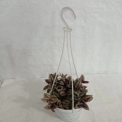 CGASPL Zebrina Pendula Hanging Plant 10 CGASPL Zebrina Pendula Hanging Plant