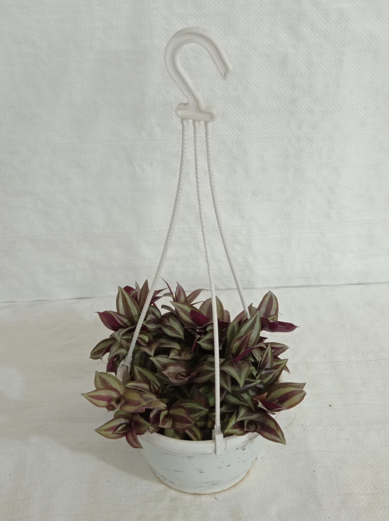 CGASPL Zebrina Pendula Hanging Plant 7 CGASPL Zebrina Pendula Hanging Plant