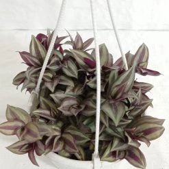 CGASPL Zebrina Pendula Hanging Plant