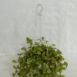 CGASPL Tradescantia Hanging Plant Hanging Plants