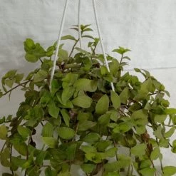 CGASPL Tradescantia Hanging Plant Hanging Plants