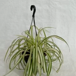 CGASPL Hanging Plants Chlorophyttum Hanging Plant