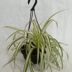 CGASPL Hanging Plants Chlorophyttum Hanging Plant